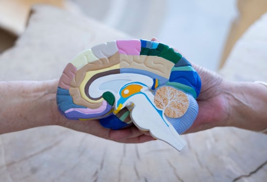 Two hands holding a multicoloured plastic brain