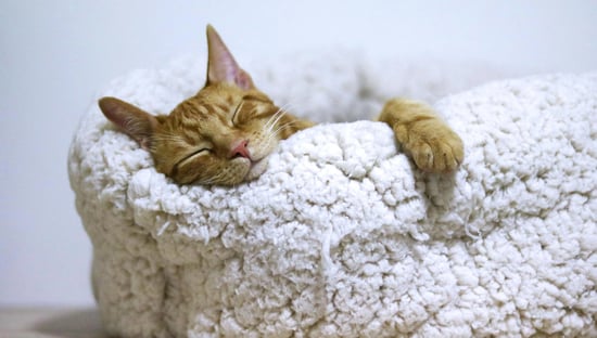 Tête de chat dormant dans sa panière avec une patte avant sur le bord