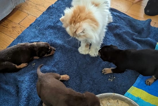 Chiot Working Kelpie et Chat Persan