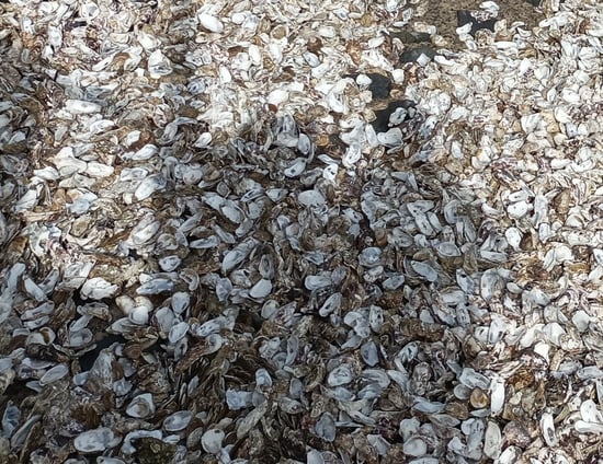 Millions of abandoned shells