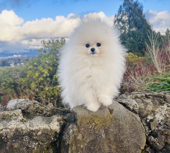 Pomerania Blanco Premium Coreano