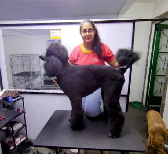 dianny fazendo sua tosa no poodle gigante