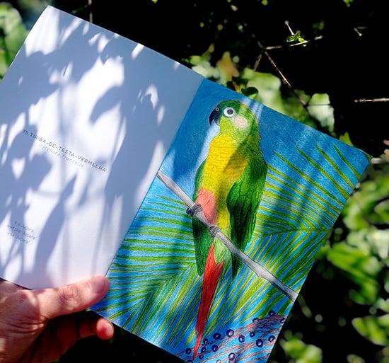 Coleção Aves Daqui - livros de colorir para adultos e crianças.