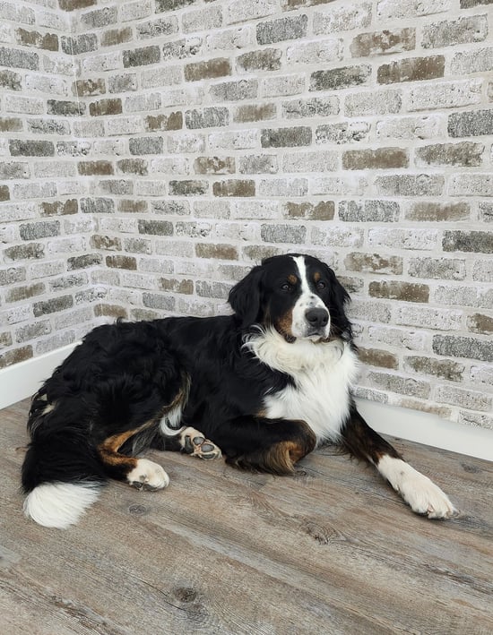 a dog is laying on the floor in front of a brick wall