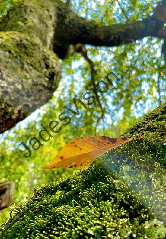 Leaf delicately resting on a mossy tree branch with the treetop leaves in the background