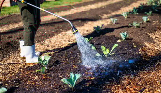 woman watering plants in garden