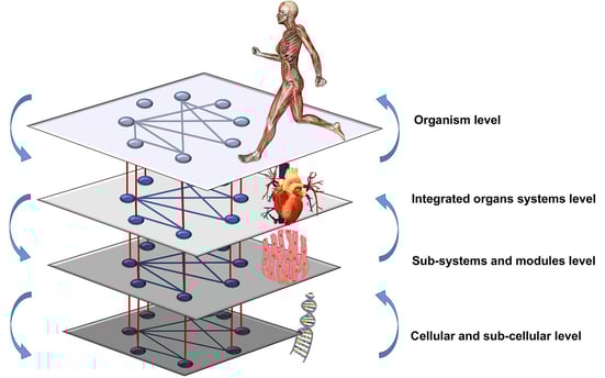 Network Physiology of Exercise. Hierarchically organized physiological network levels interact both