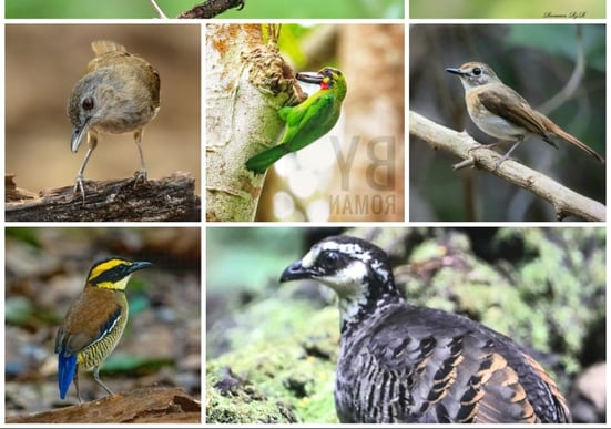 East Java Birding Tour