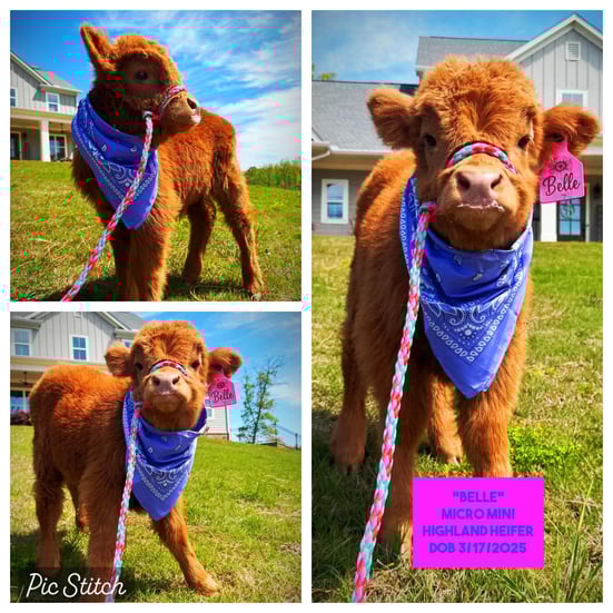 Belle- Micro/Mini Heifer