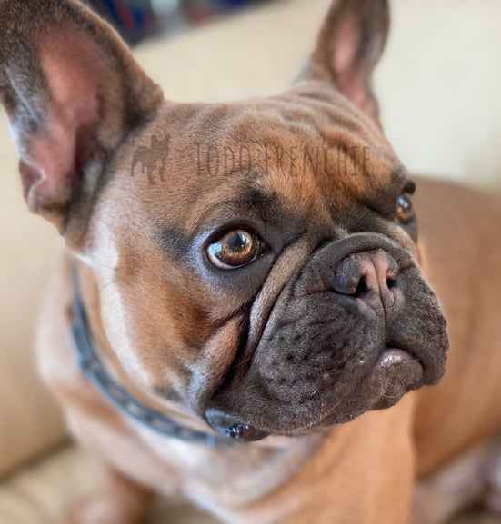 Bulldog Frances Blue Fawn