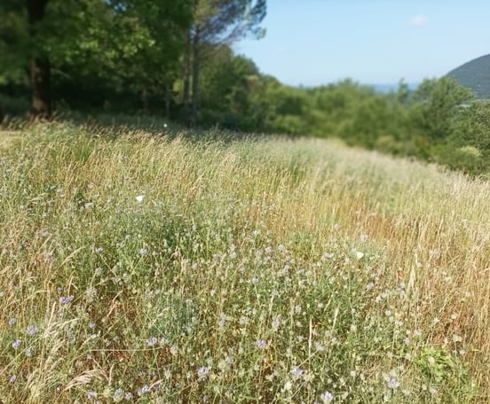 Butterflies flit around our long grasses.