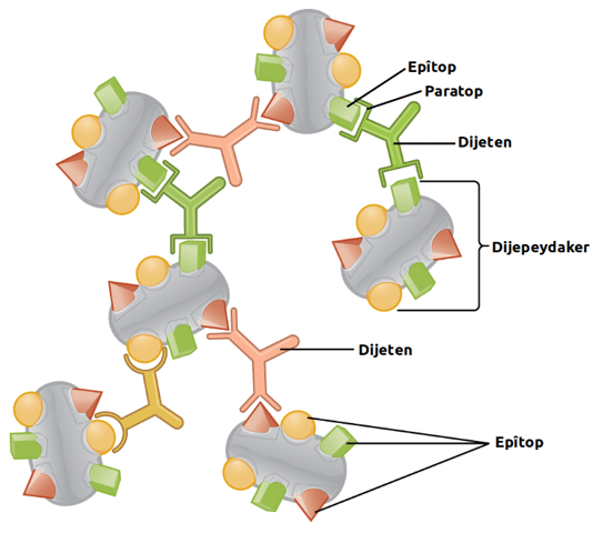 antigen-antibody_interactions_-agglutination