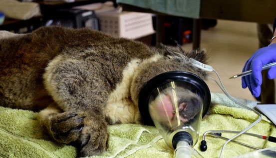 Koala anaesthesia by Dr Michael Lynch