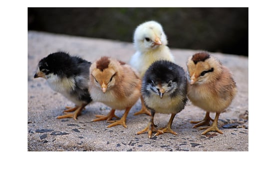 Where to buy chickens