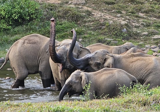 observez des élephants sauvages dans leur milieu naturel