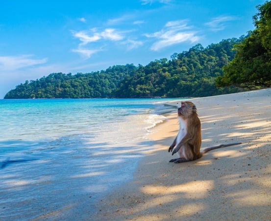 a monkey sitting on a beach in Thailand