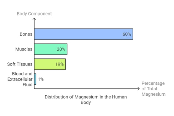 Magnesium distribution in body