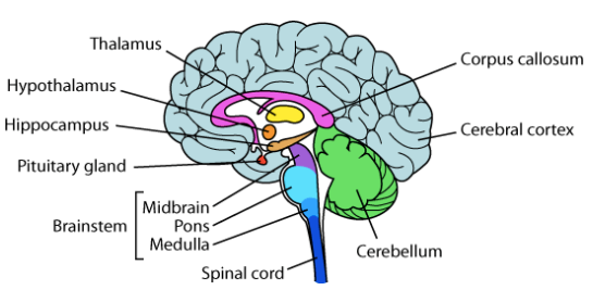 Anatomy of brain