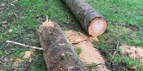 Cutting storm damagaed tree