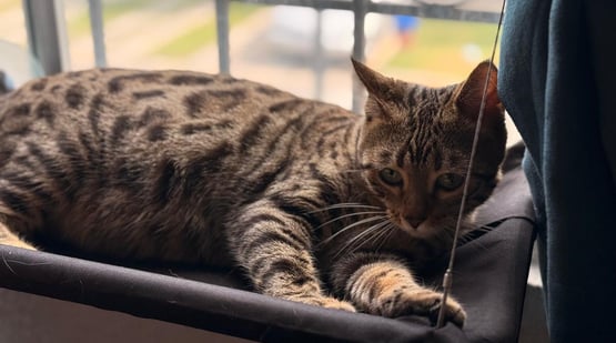 gato bengali en mexico