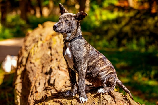 photographe canin