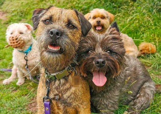 Barney, Rufus, Pip and Freddie enjoying a group dog walk in Edinburgh