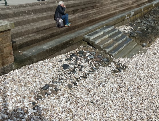 A picnic of oysters above the beach