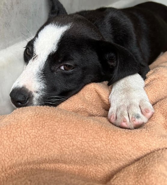 a dog laying on a blanket on a blanket