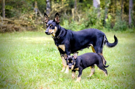 Kelpie Australien S'nyx et Urko