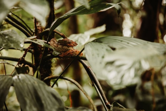 Sky Adventures - Family Adventure in Costa Rica