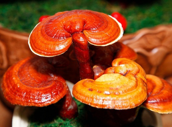 conjunto de setas reishi (ganoderma lucidum)