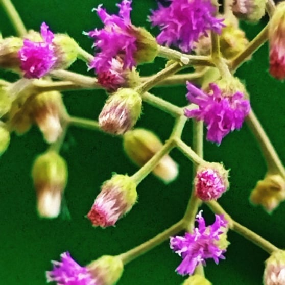 Flower of little Iron weed