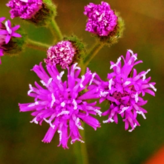Enlarged views of Flowers of Vernonia cineria
