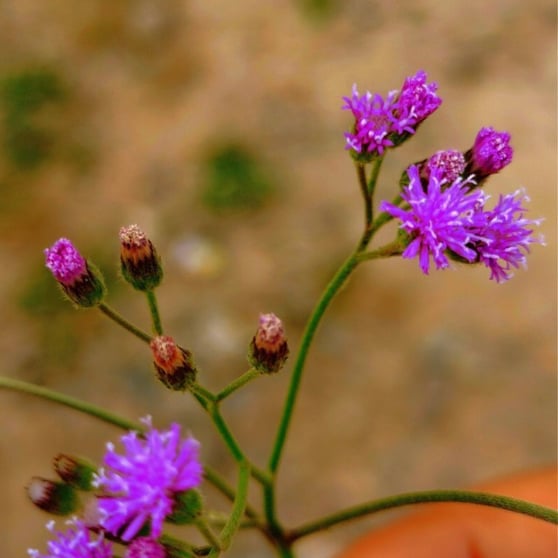 Closure view of Vernonia cineria flowers
