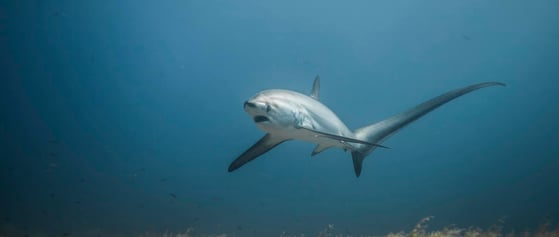 un requin renard tresher de face nageant dans l''océan