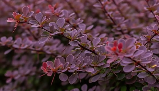 Rama de un seto defensivo de  berberis o agracejo color purpura y espinas afiladas