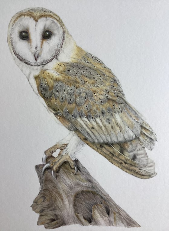 Owl portrait