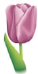 Fleur d'ornement - tulipe