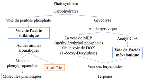 Voies de synthèse des métabolites secondaires dans les plantes