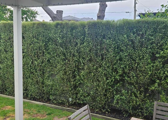 Hedge Trimming, General garden maintenance and landscaping
