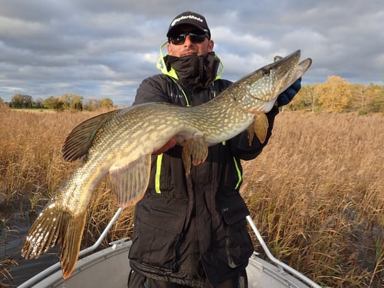 un pêcheur tient un gros brochet en suede