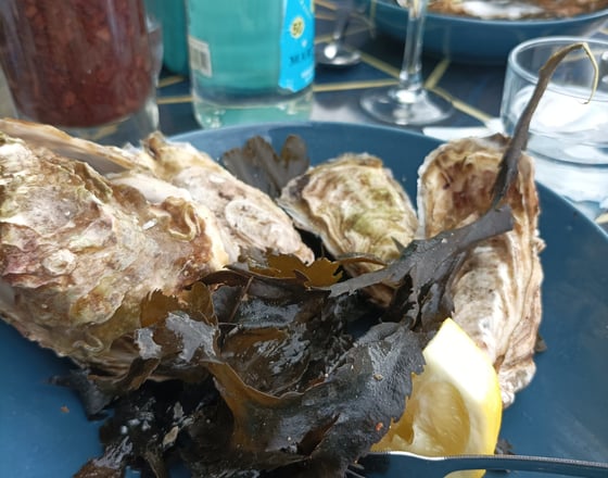 Flat belon oysters from Cancale