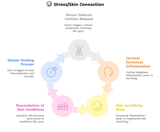 a circular diagram showing connection between stress induced cortisol and skin health