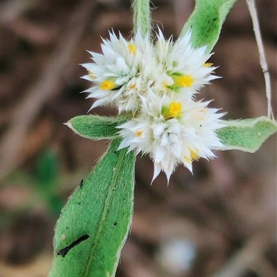 Flowers of alligator weed