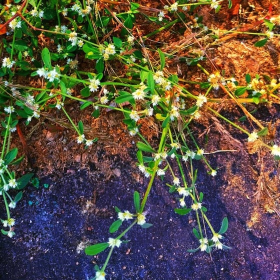 Plants of alligator weed