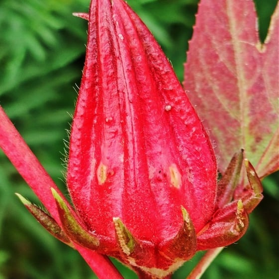 Flower of Hibiscus sabdariffa noticed at Mallaram village of Nizamabad Dist, Telangana
