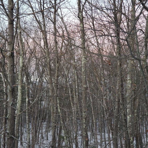 forest in Lancaster