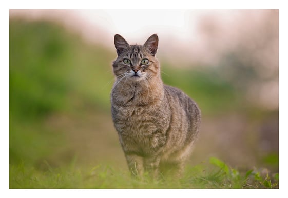 Les photos de votre minou dans la Somme