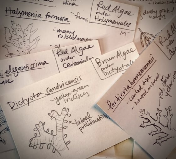 note cards of limu (seaweed) species by Erzsi Palko