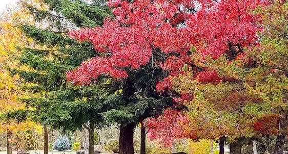 Roseburg - surrounded by nature, trees, rivers, and mountains